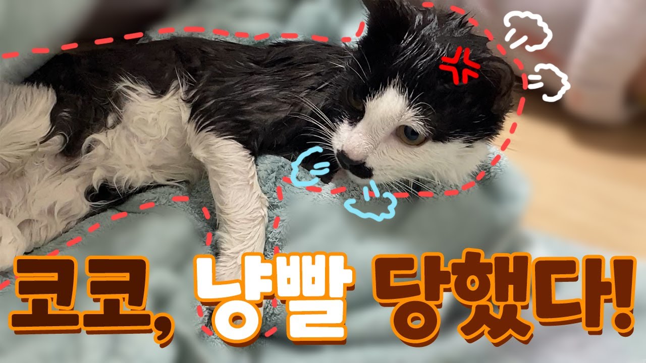 코코의 냥빨데이,,, 코코도 집사도 멘붕