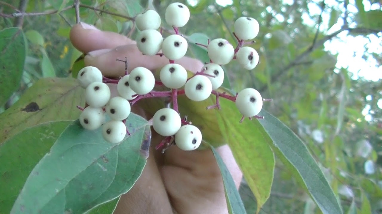 Red Osier Dogwood Identification - Great for Primitive Crafts