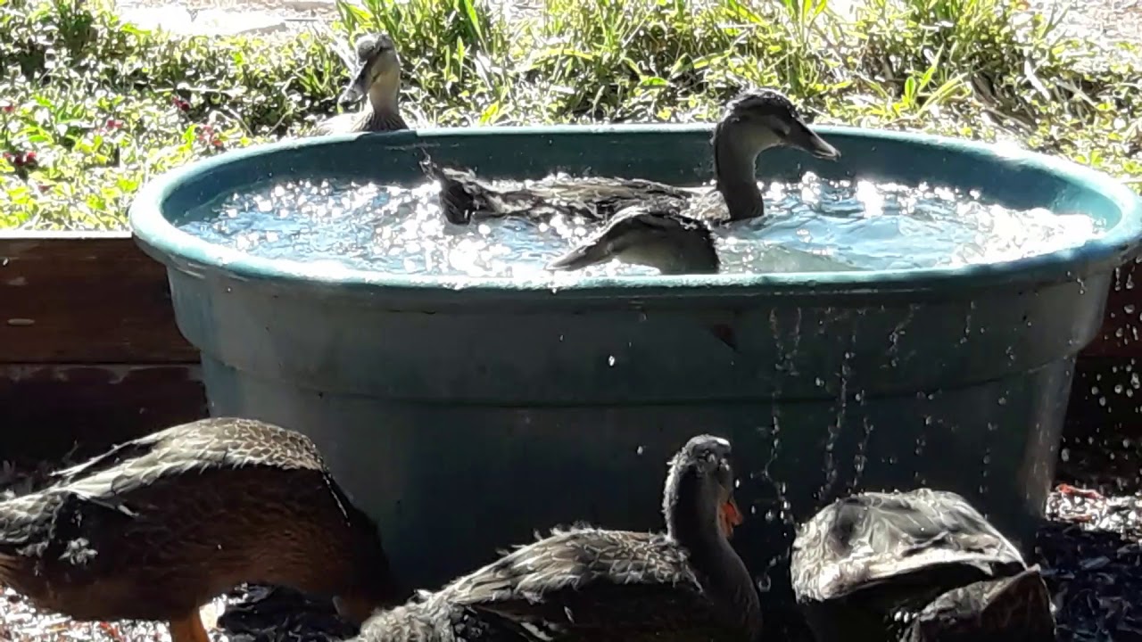 Young Rouen ducks playing in the tub & slurping mud.