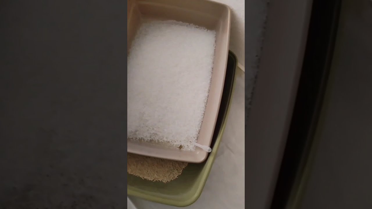 😽 Raccolta Urine e Gestione Lettiera