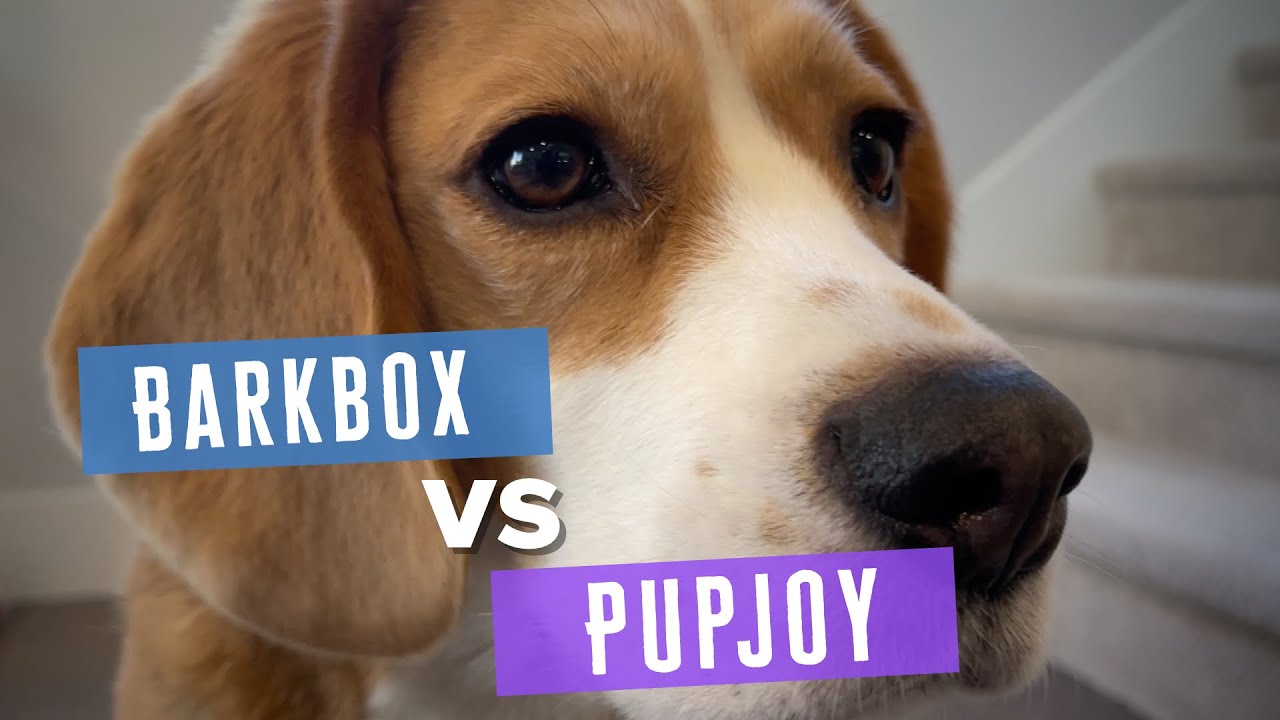 Cute beagle reviews different types of treats: BarkBox vs PupJoy