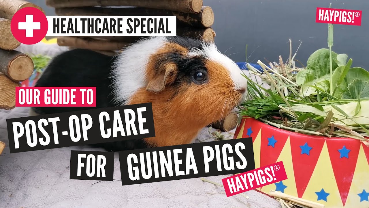 Post-Op Care for Guinea Pigs