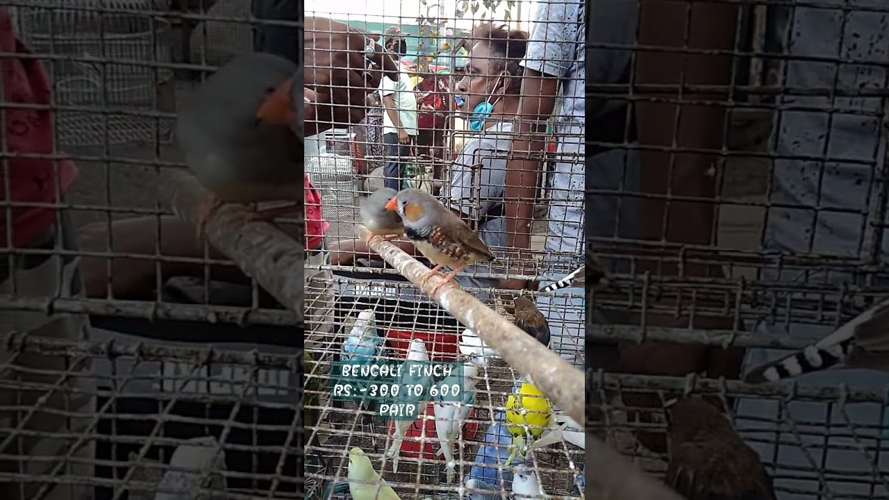CHEAPEST BIRD PRICE MARKET IN INDIA | GALIF STREET BIRD MARKET