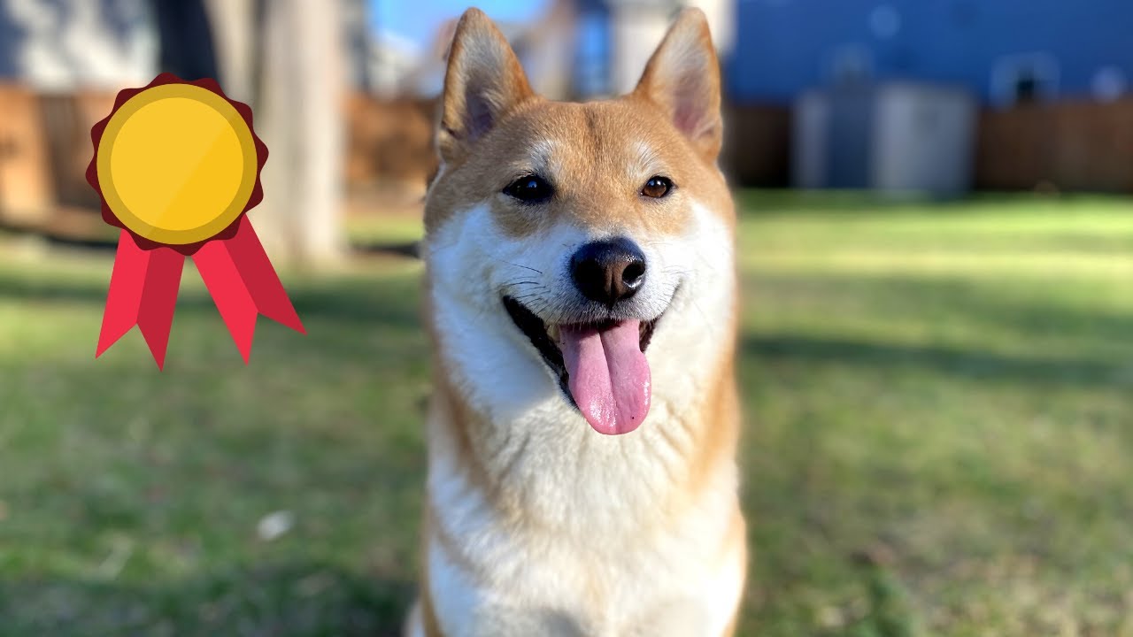 5 TIPS to be a SUCCESSFUL DOG OWNER First Time | Super Shiba