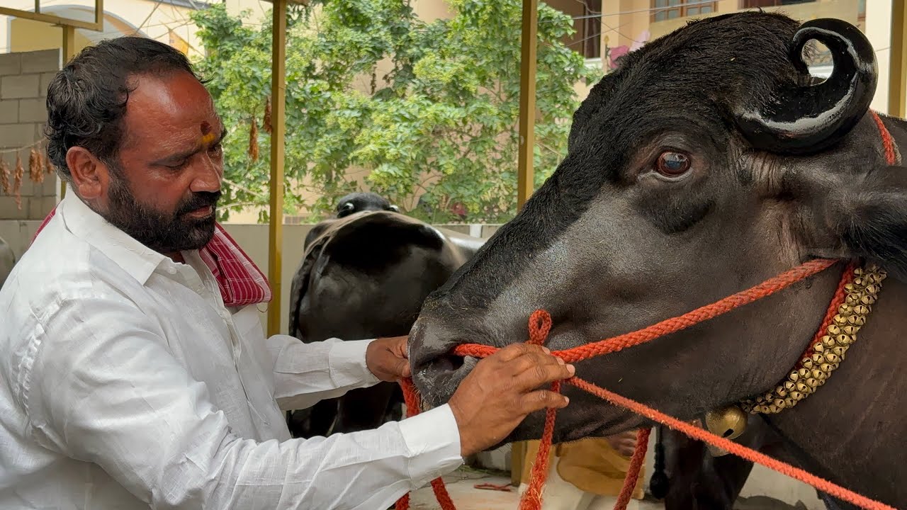 Chappal bazar Laddu Yadav Introducing Bahubali Bull | Chittaboina Laddu Yadav Sadar 2024 