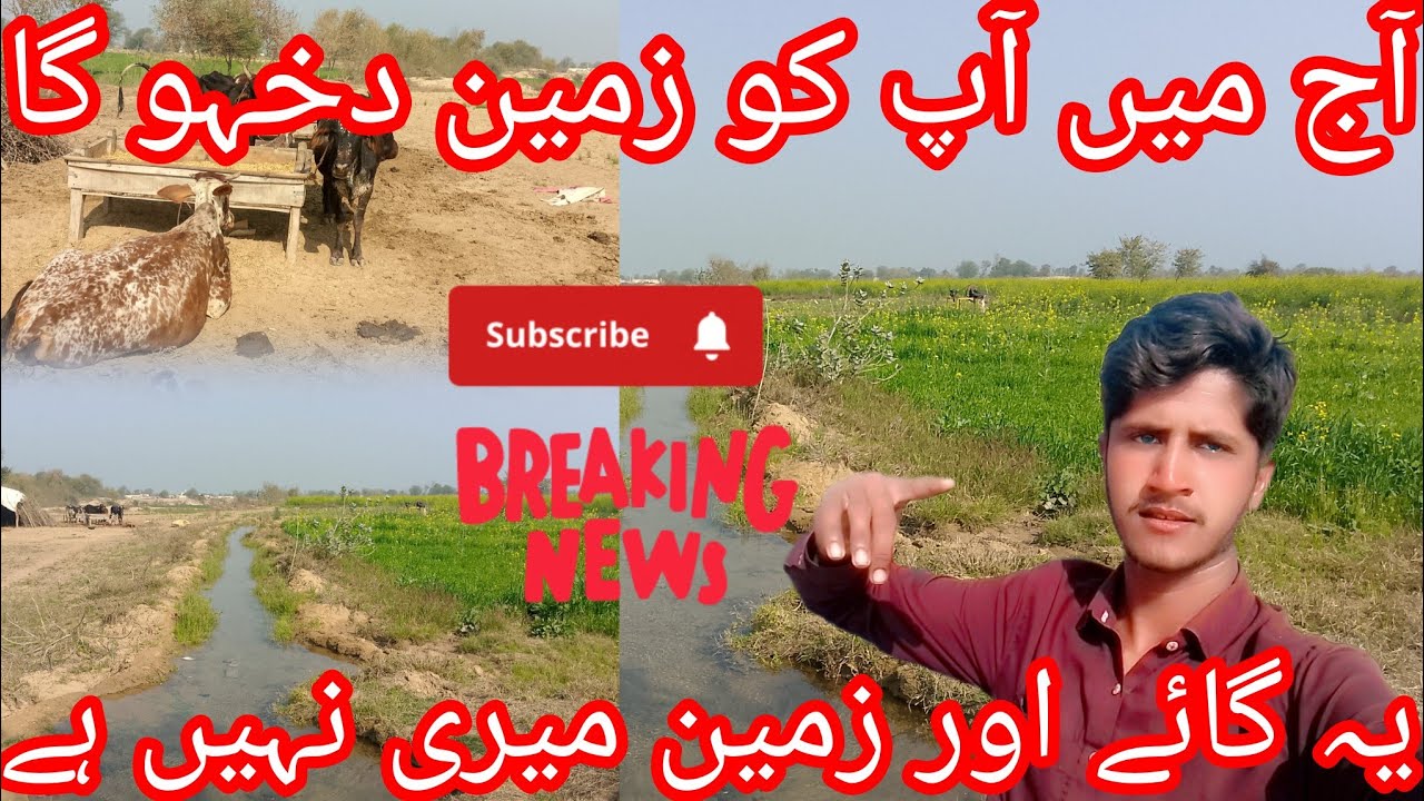 اج میں اپنے کھیتوں کا اپ کو وزٹ کراؤں گا 🌾 🌾🌾 اور موسم کتنا سرمایہ 