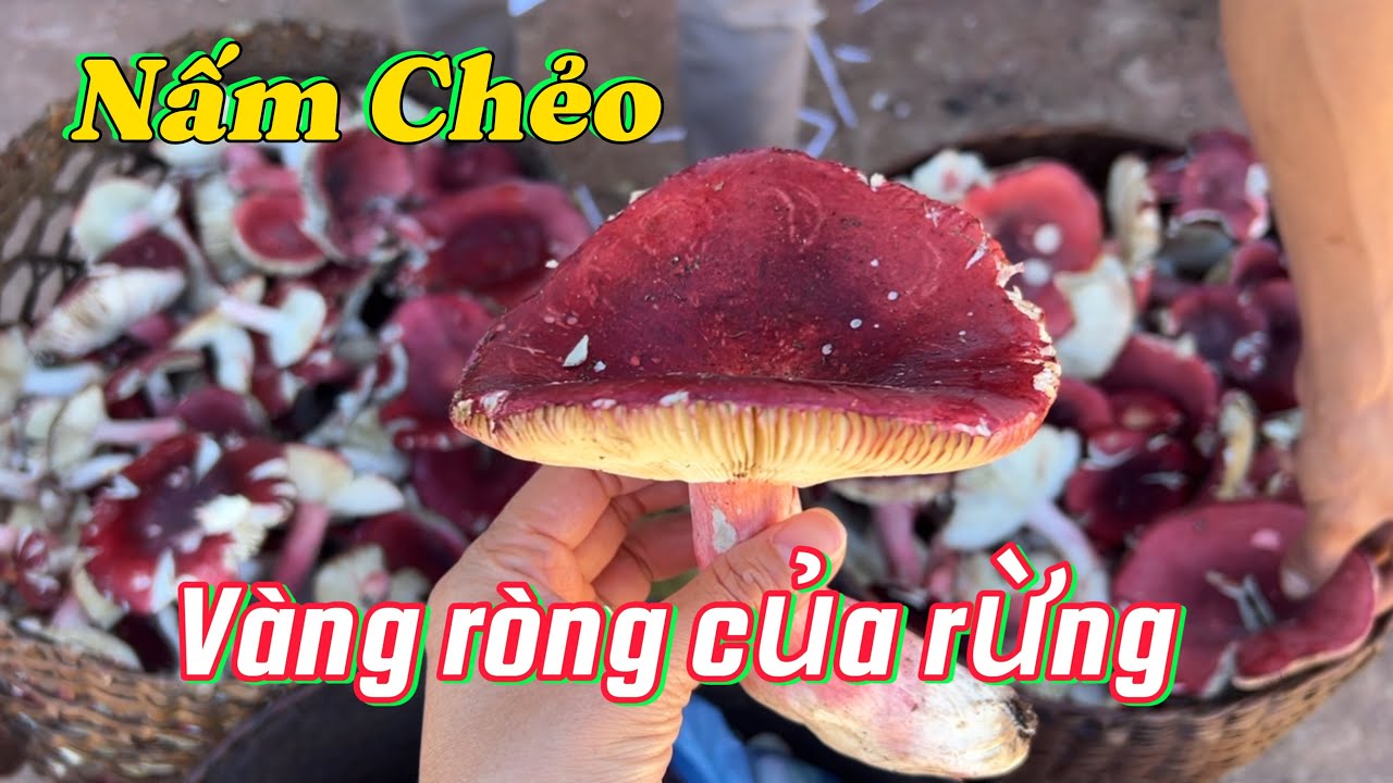 Thủ phủ của nấm rừng - loại nấm mà các hiệu thuốc của Trung Quốc săn lùng