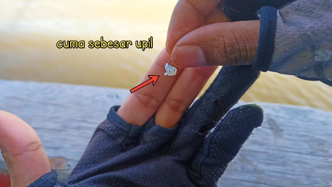 CARA PASANG UMPAN UDANG KUPAS AGAR CEPET STRIKE!! | Mancing baronang | rabbit fish fishing