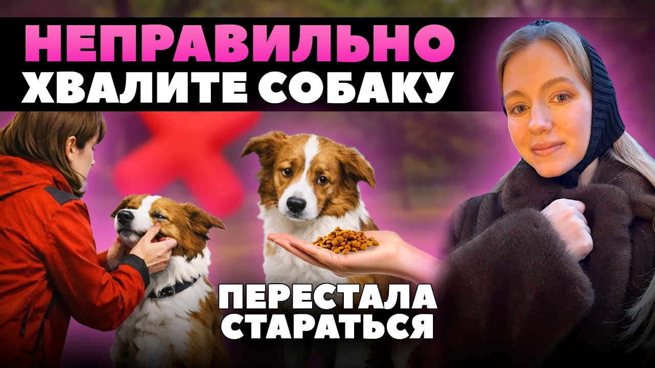 Как повысить мотивацию собаки на занятиях: чем и как поощрять