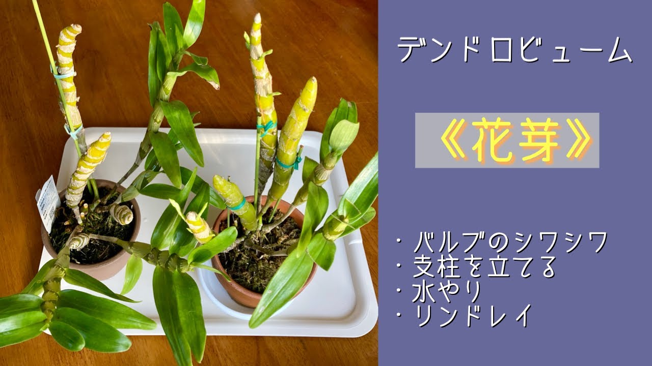 2023年12月11日　デンドロビューム《花芽》　ポチポチと花芽が出ています　支柱を立てる　バルブのシワシワ　冬の水やり　株分け時に残すバルブ　12月のリンドレイ　草花セントポーリアの花🌸