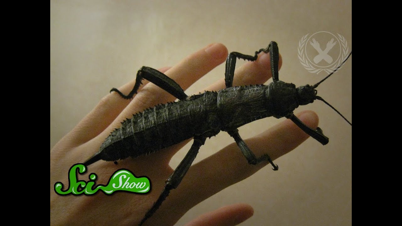 Why Aren't There Giant Insects?