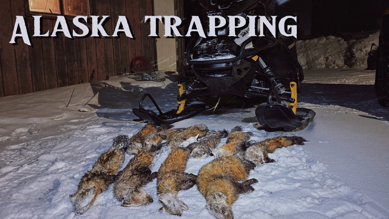 Back in the Fur - Alaska Trapping Series