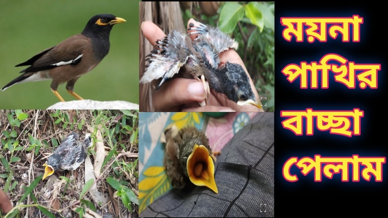 একটি ময়না পাখির বাচ্ছা রাস্তার পাশে পড়ে আছে#viralvideo #longvideo#pets