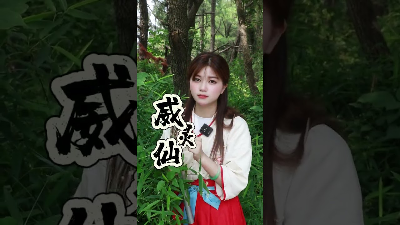 【尝百草】【威灵仙】一般带仙字的植物肯定就不平凡 