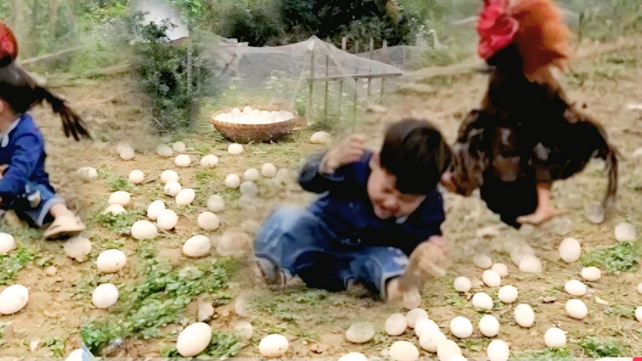 Single Mother —Risks Her Life Taking Her Child to Collect Duck Eggs Cut by a Rooster