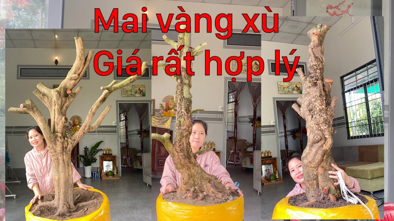 14-3-2026 giao lưu 3phôi mai vàng.giá rất hợp lý rất hợp lý..hợp nhãn lh ủng hộ ☎️0972666608