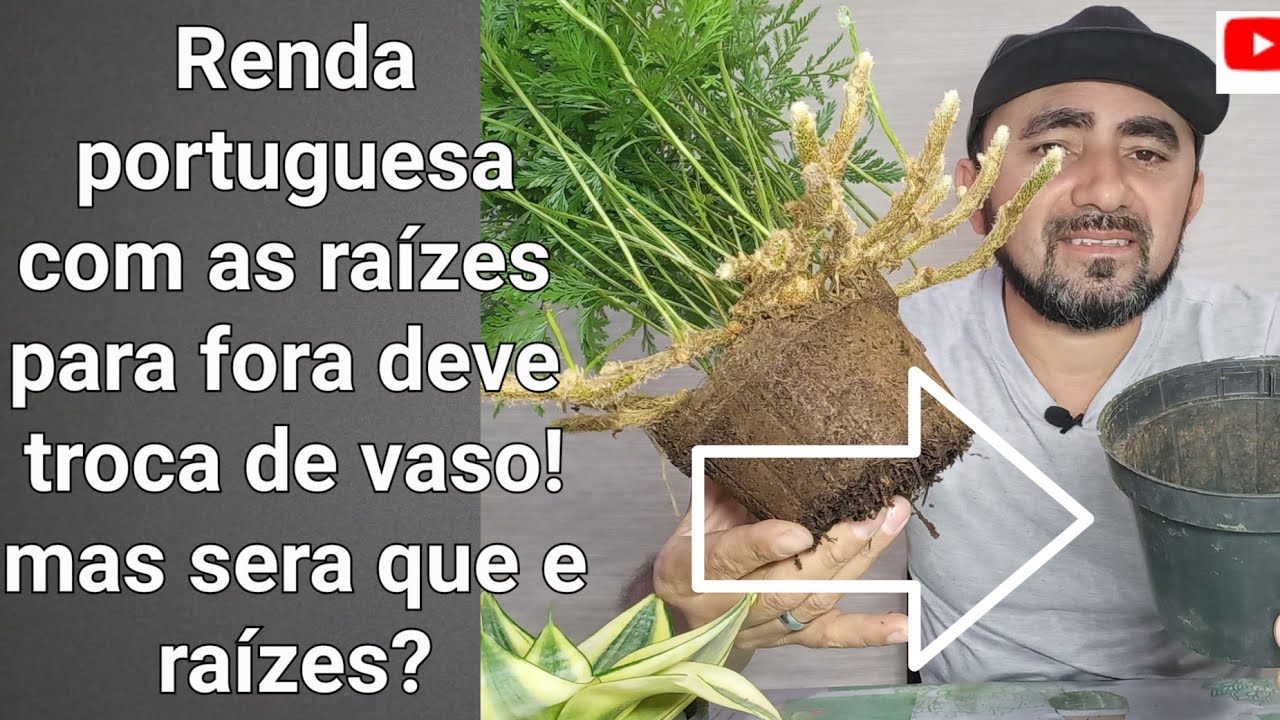 Renda portuguesa deve trocar de vaso! vamos te ajudar a cuidar das rendas