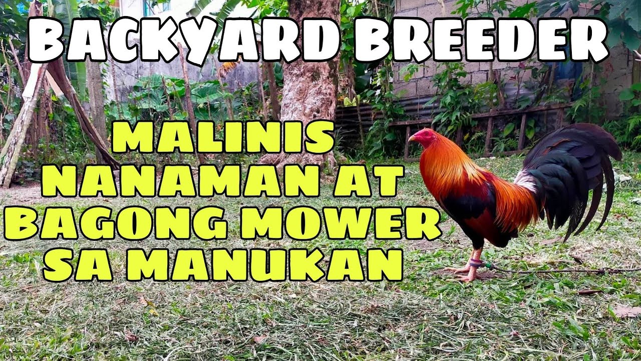 BACKYARD BREEDER, malinis na naman at bagong mower sa manukan || BALERIANS GAMEYARD
