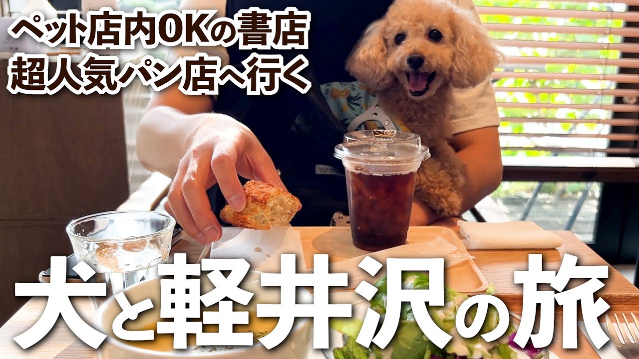 【犬とお出かけ】軽井沢のペット店内OKの書店が期待以上だった【大きいトイプードルのわこ】
