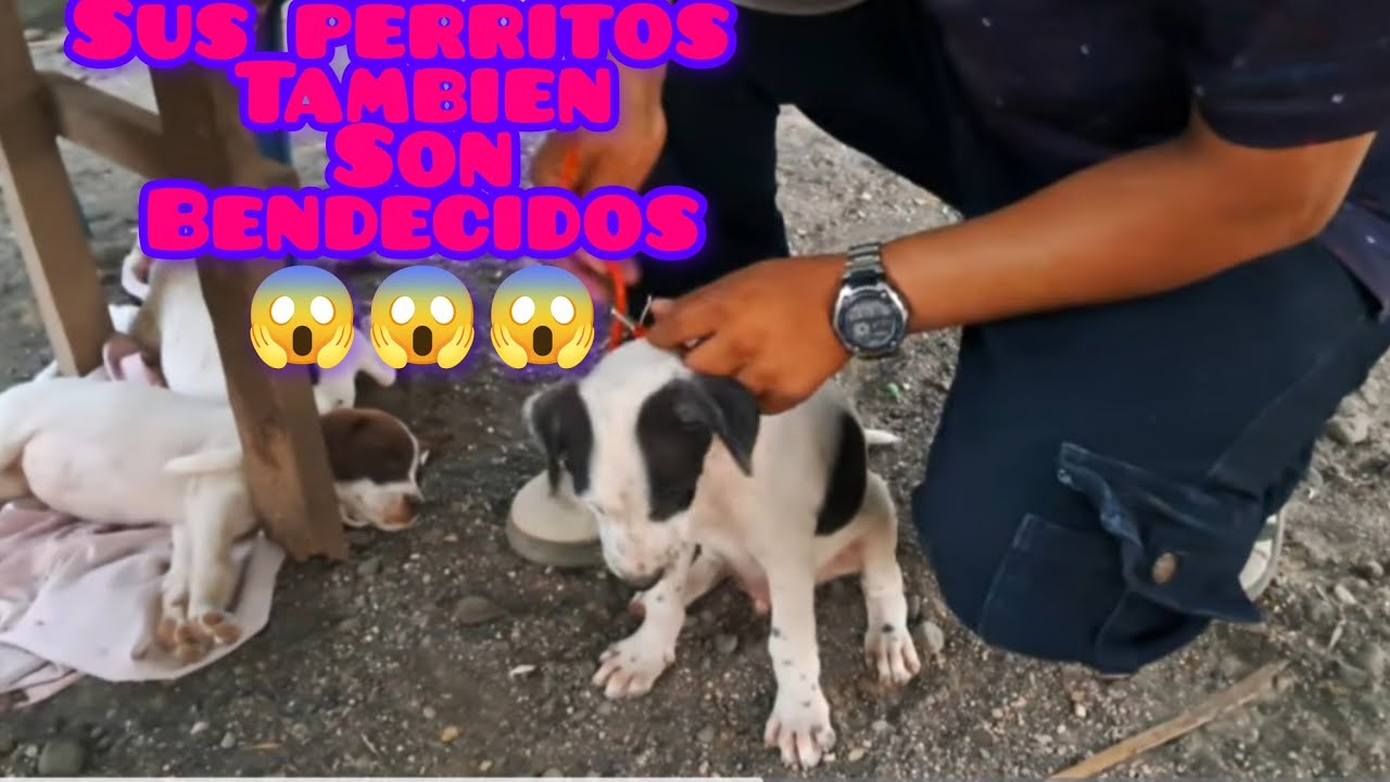Don pablo resibe una gran sorpresa para sus😱😱😱 perritos⁉️⁉️