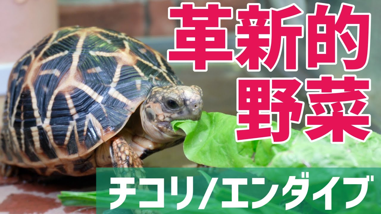 リクガメのエサ専用野菜が完璧すぎた…【チコリ/エンダイブ】