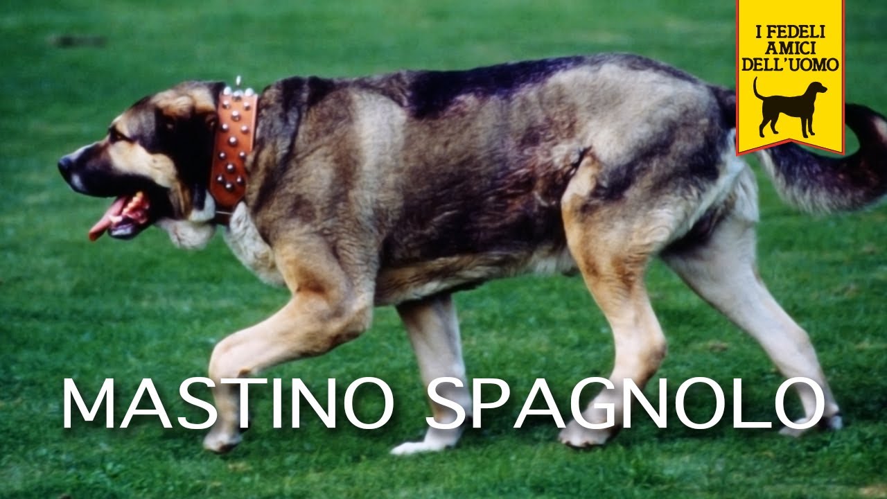 MASTINO SPAGNOLO trailer documentario