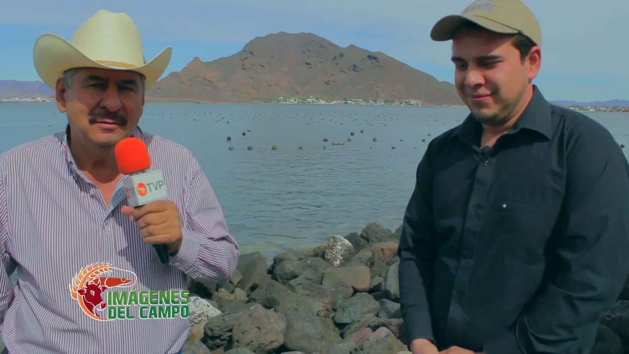 ¿Como se Cultivan Las Perlas? Imágenes del campo desde Perlas del Mar de Cortez 25/02/19