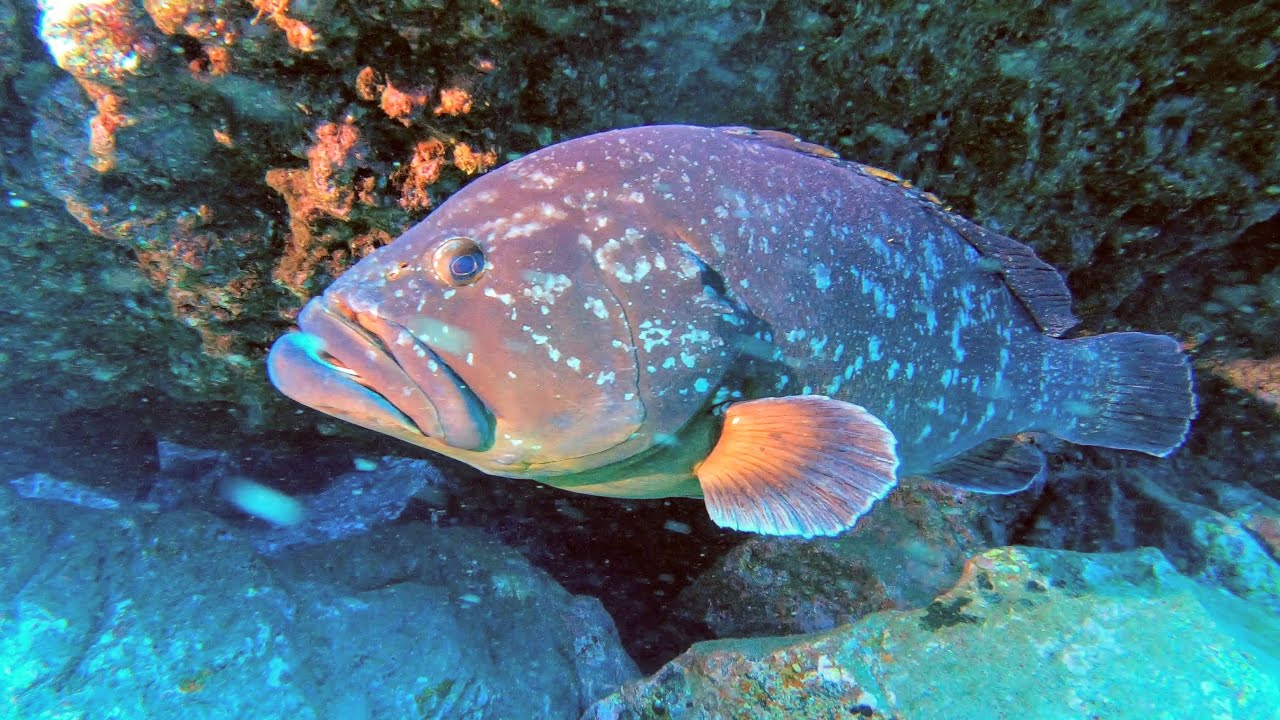 Diving the Garajau Marine Reserve in Madeira.