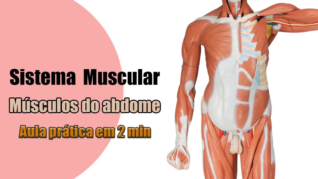 Conheça os 4 músculos do abdome [4K] - Anatomia Humana - Anatomia