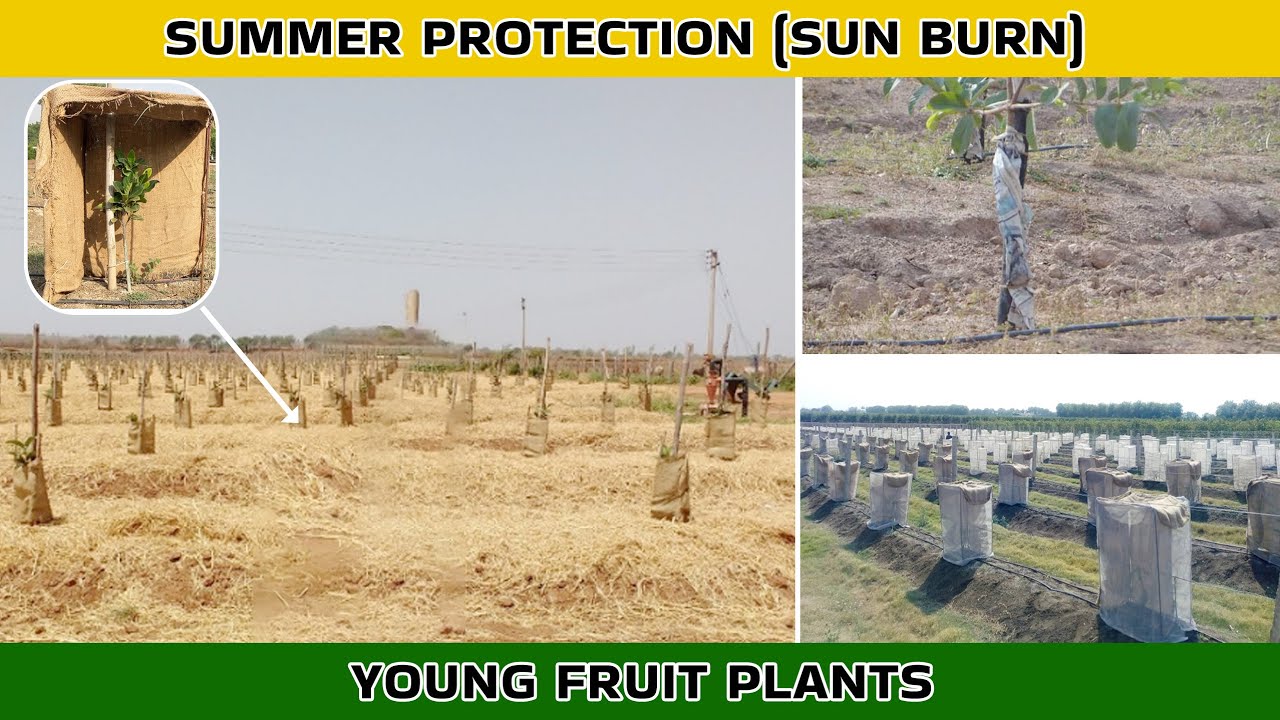 नवरोपित पौधों का सूर्य के ताप (सनबर्न) से बचाव। Summer protection of young fruit plants from Sunburn