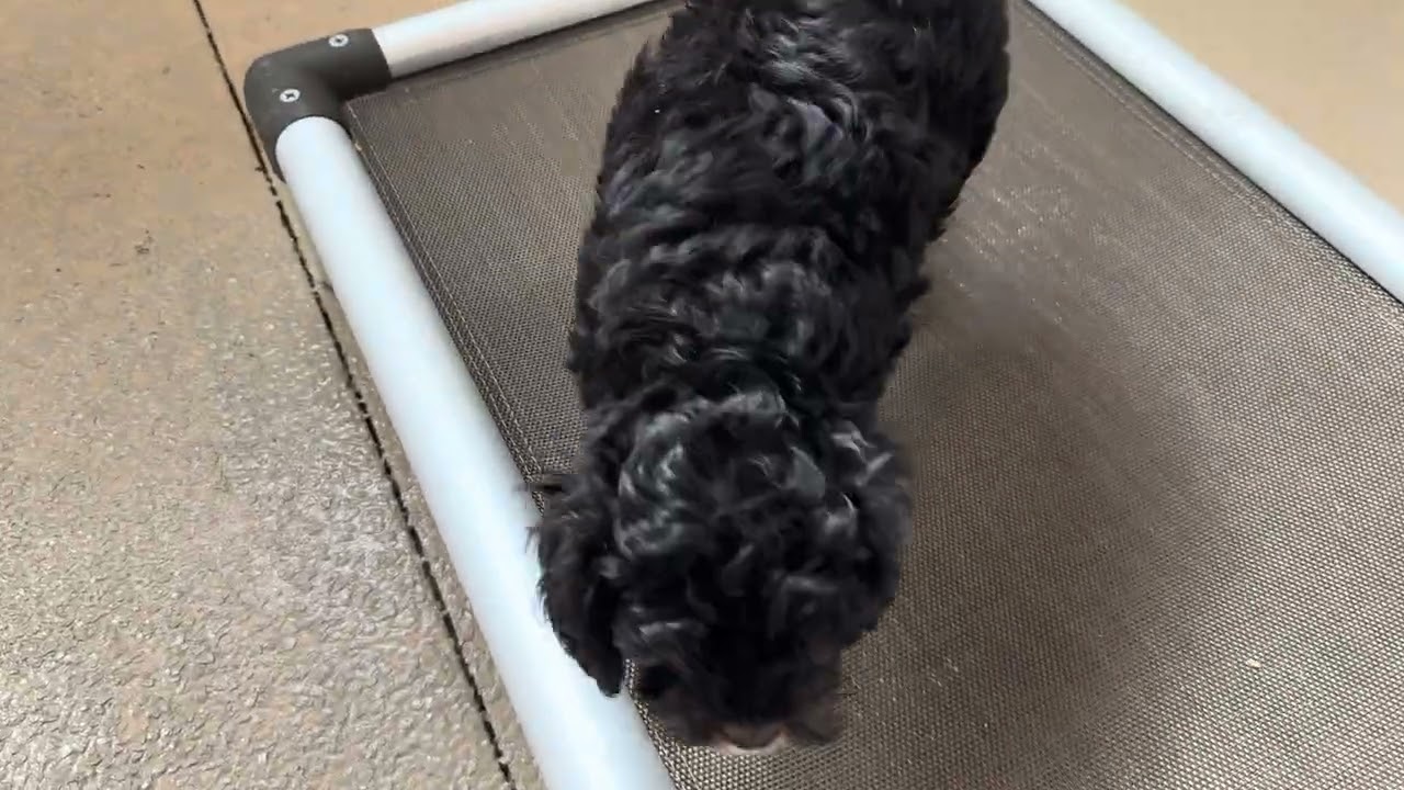 Teddie Training Session 03/10