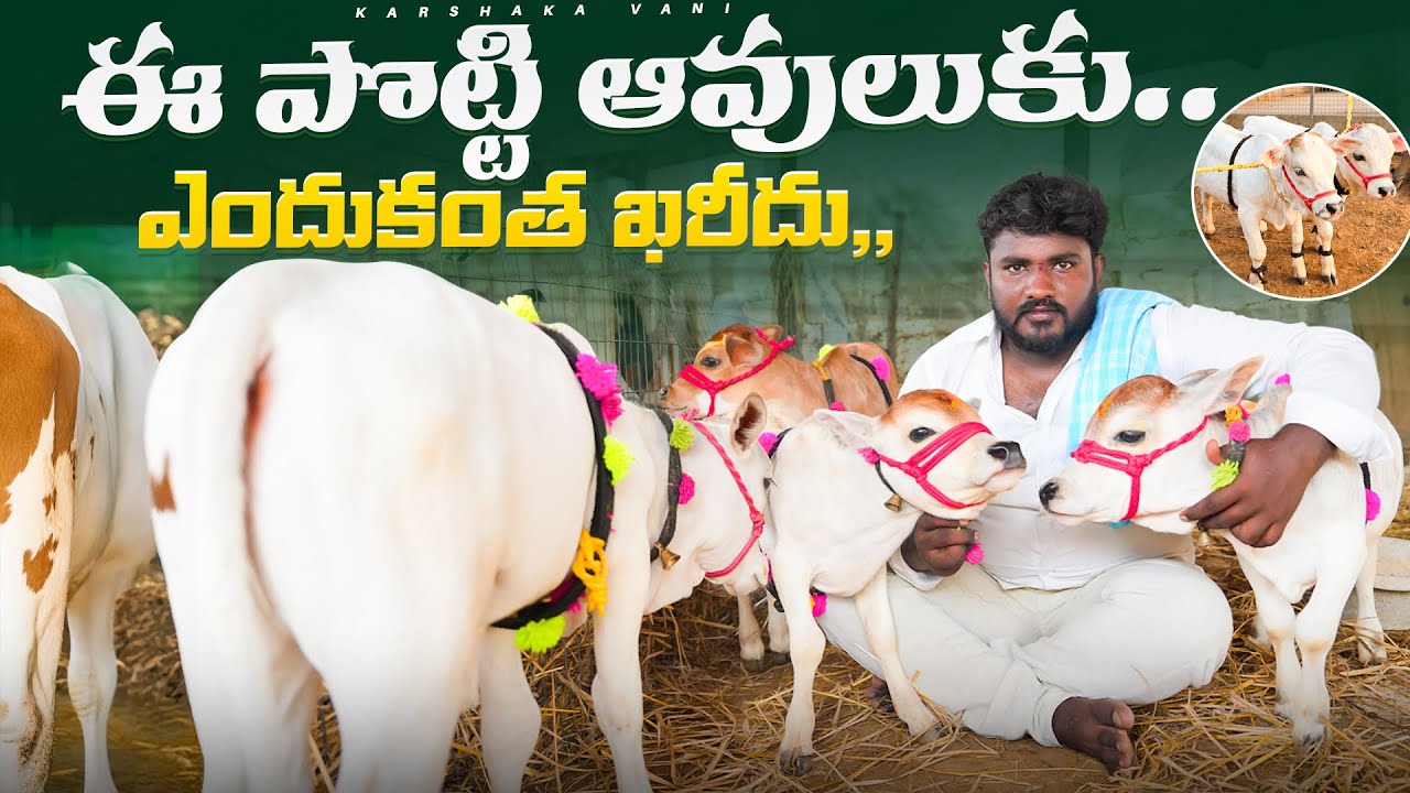 ఈ పొట్టి ఆవులుకు ఎందుకంత ఖరీదు | Small Miniature Punganuru Cows | karshakavani