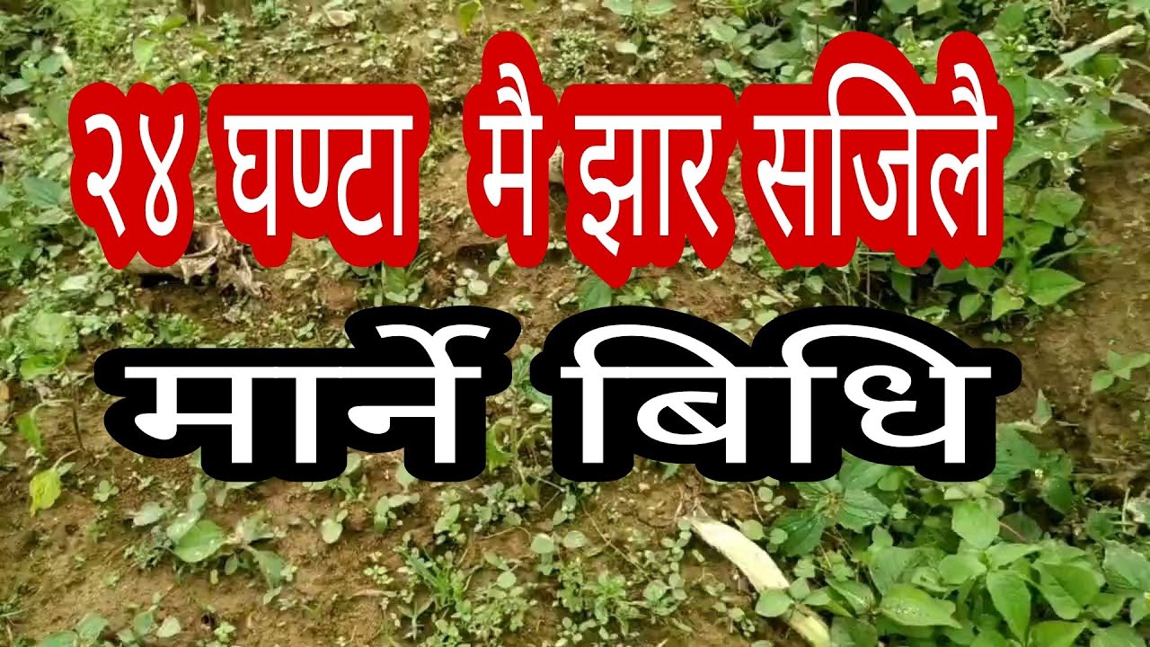 यसरी मार्नुस झार  २४ घण्टा  मा मर्छ। #grass #krishi #agriculture #farmer #