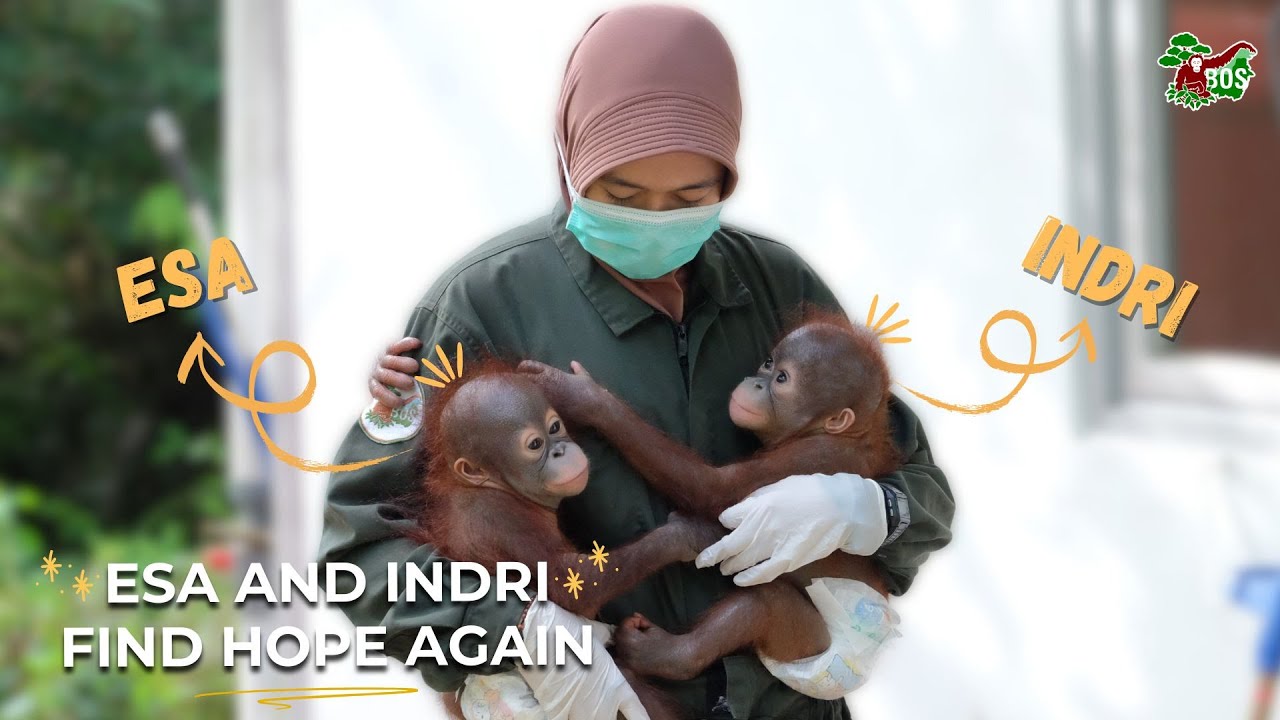 ESA AND INDRI FIND HOPE AGAIN!