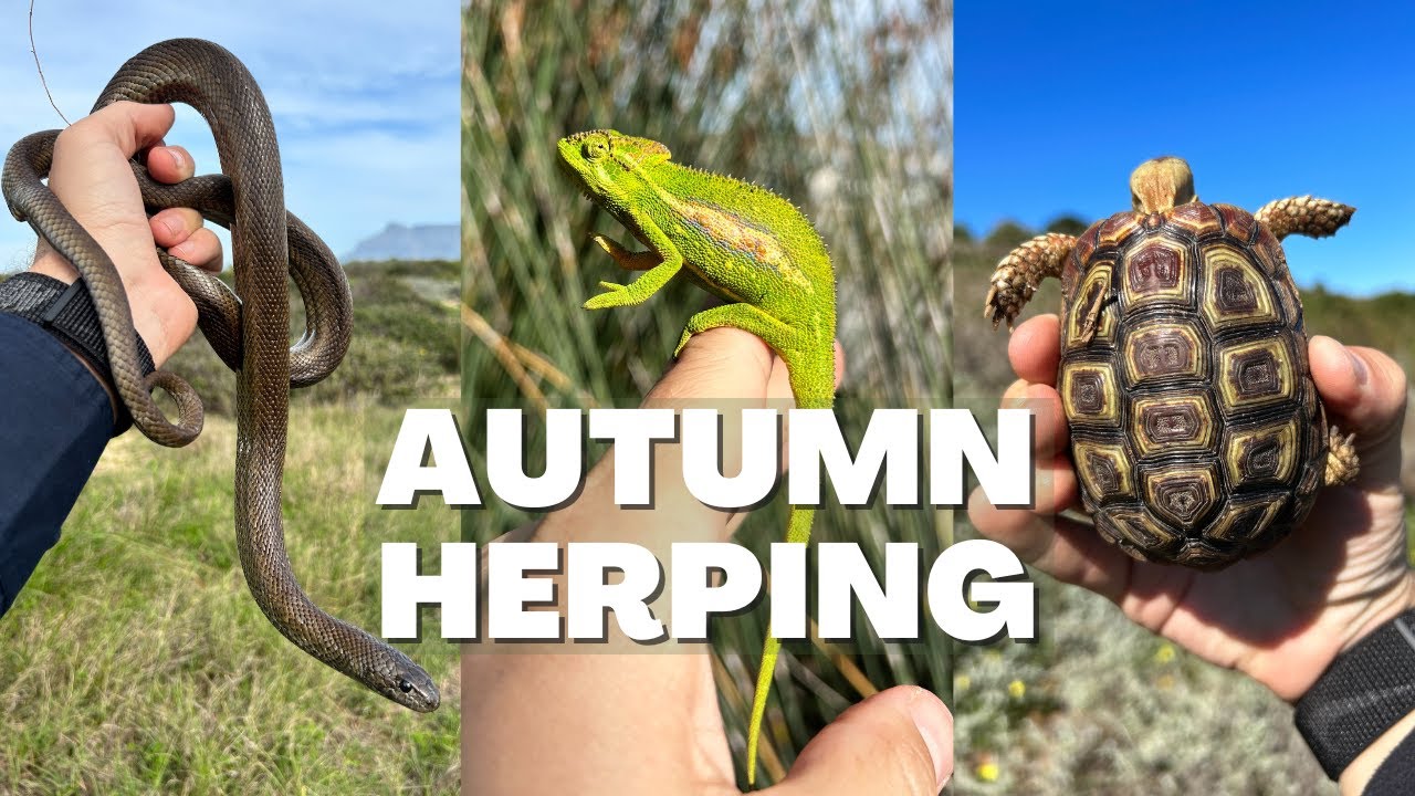 AUTUMN HERPING! SNAKES CHAMELEONS & TORTOISES