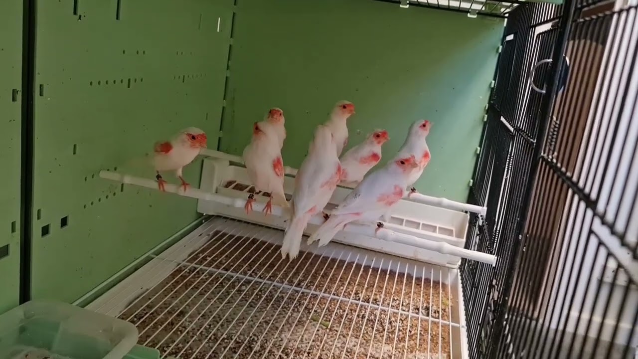 Some of my 2022 young birds nearly finished the moult. I like them 😍 👌