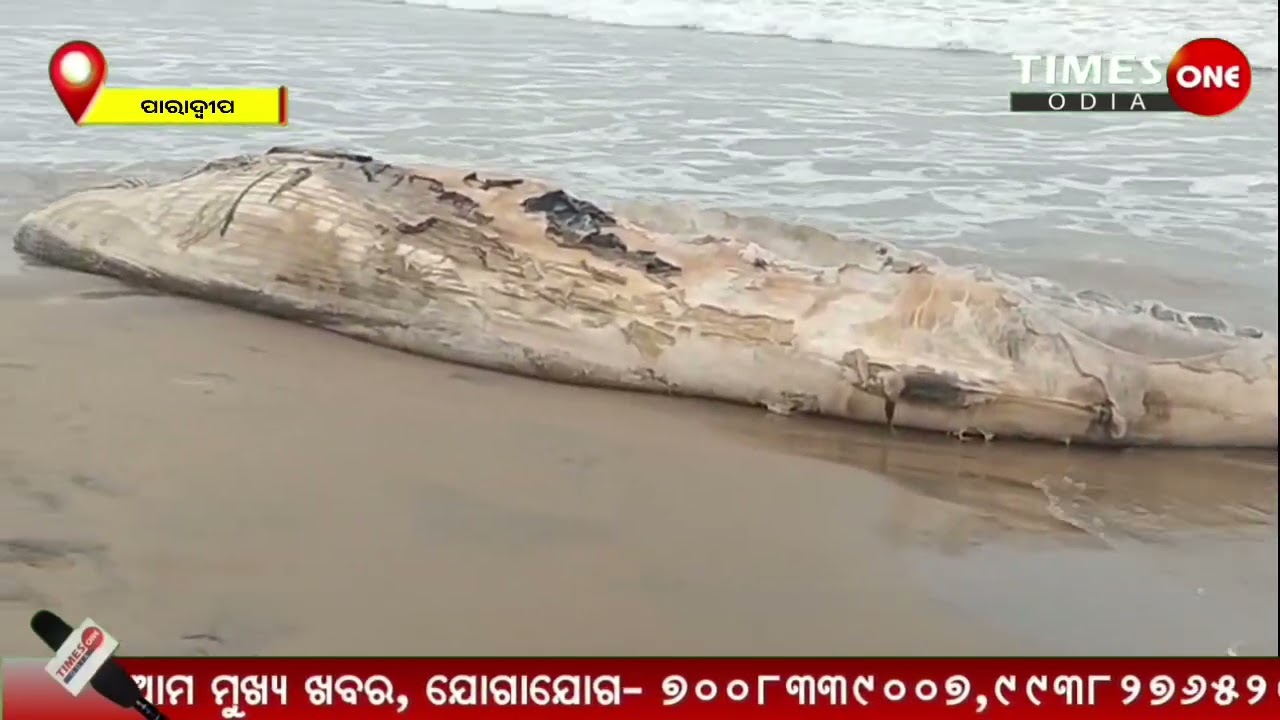 ପାରାଦୀପ ସମୁଦ୍ରକୂଳରେ ଲାଗିଲା ବିରାଟ ତିମି ମାଛ| ଦେଖିବାକୁ ଭିଡ଼| Paradeep Jagatsinghpur news | Timesoneodia