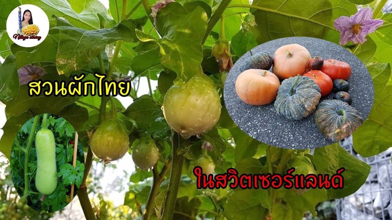 EP.2 สวนผักไทยกลางช่องเขา  เขต Valais สวิตเซอร์แลนด์ 🍌🍅ชีวิตเมียฝรั่ง สวิต