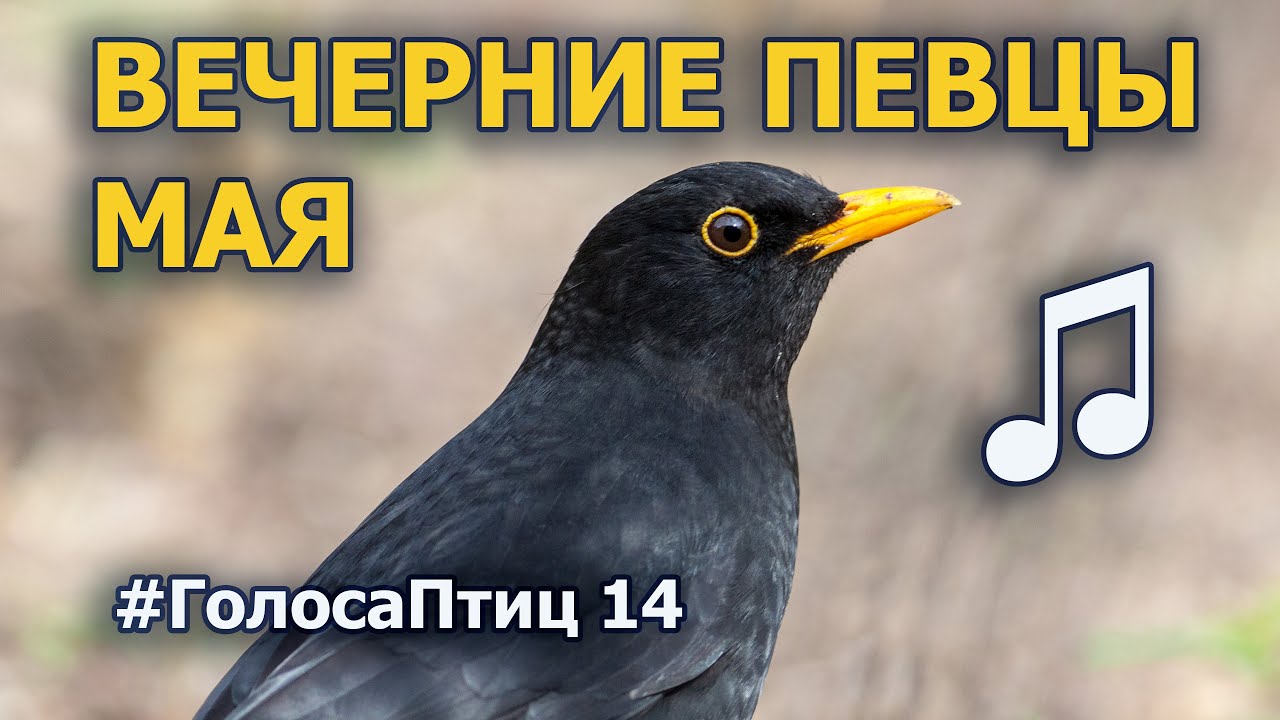 Первомайские пернатые певцы #ГолосаПтиц 14