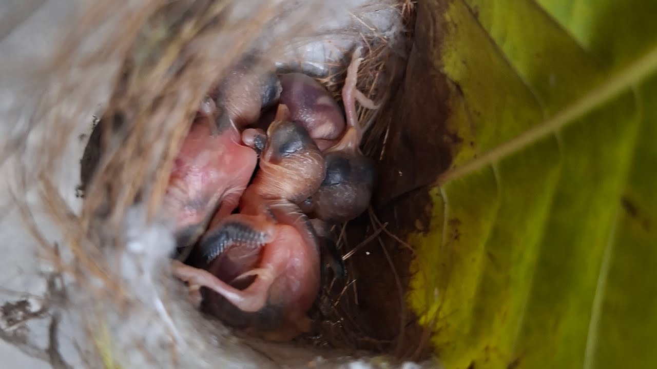 Birds nest in my garden #viral #viralvideos #vlog #trending#shorts#subscribe #hanumayammateluguvlogs