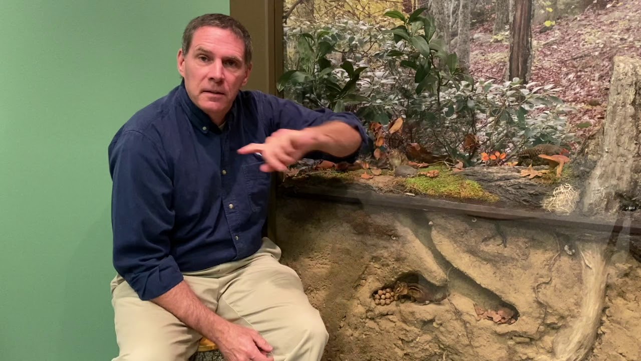 Creature Feature: Eastern Chipmunk