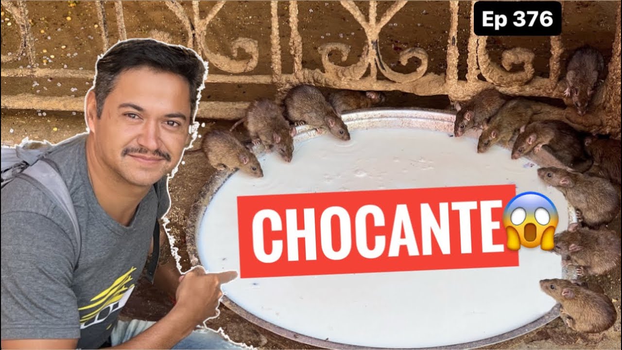 COMO &Eacute; o TEMPLO dos RATOS na &Iacute;NDIA.  CHOCANTE