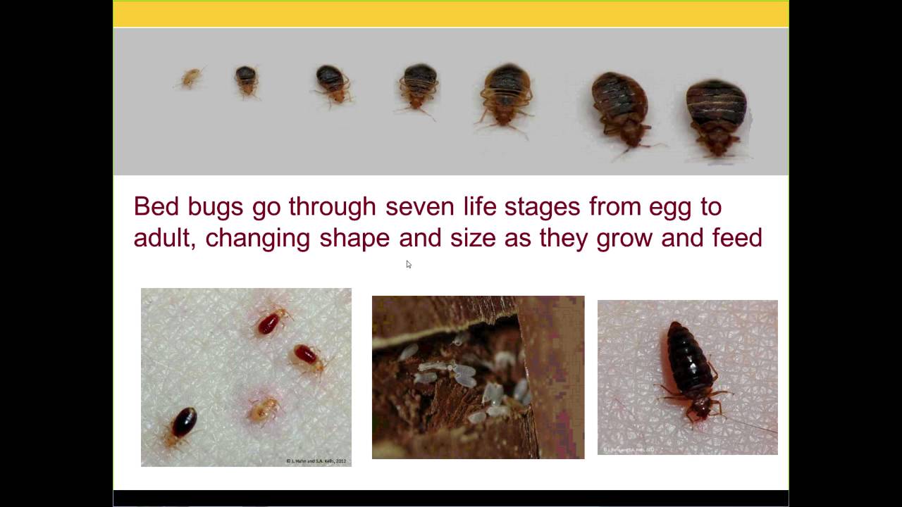 Understanding Bed Bug Control for Social Service Professionals Webinar