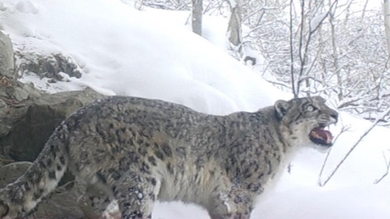 Filmato il raro ruggito di un leopardo delle nevi, il risultato non è quello che ci si aspetta