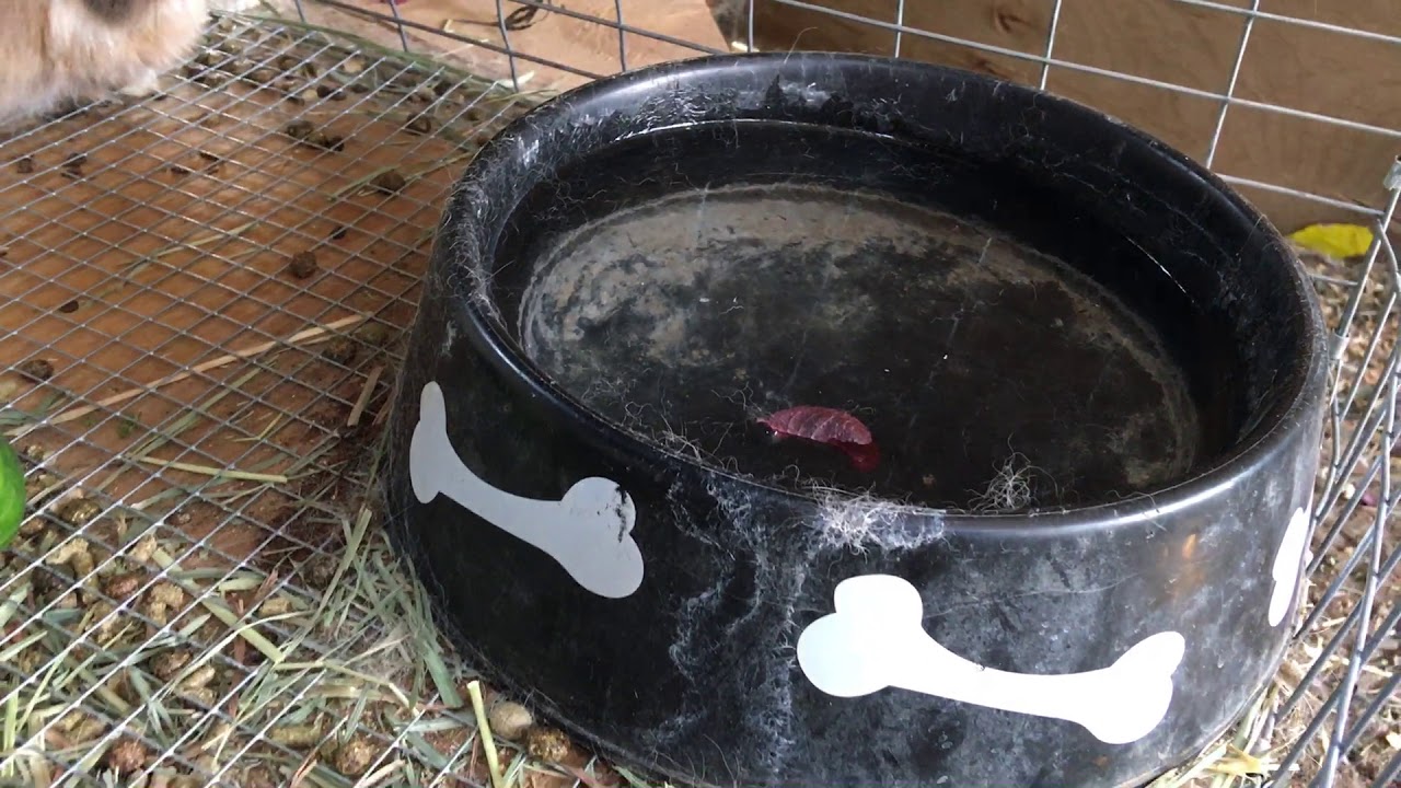 Raising guinea pigs and meat rabbits