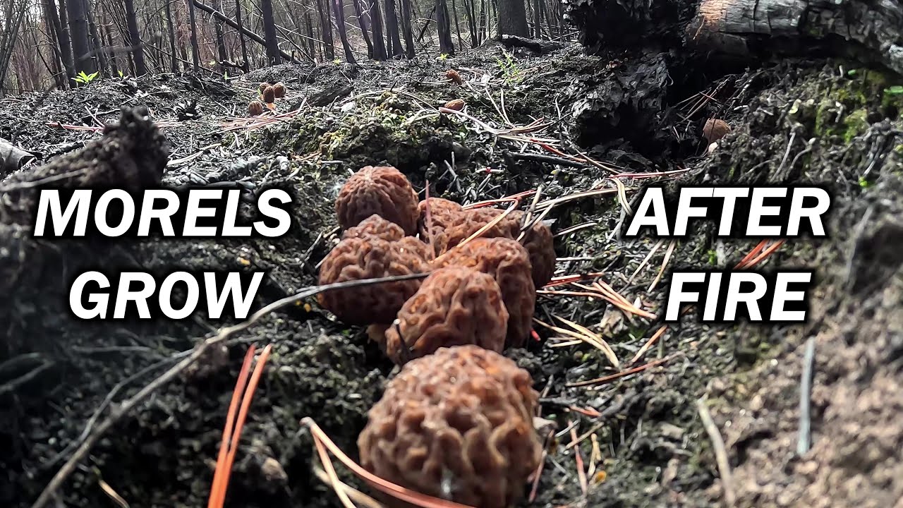 Starting to Find Morel Mushrooms on a Wildfire!