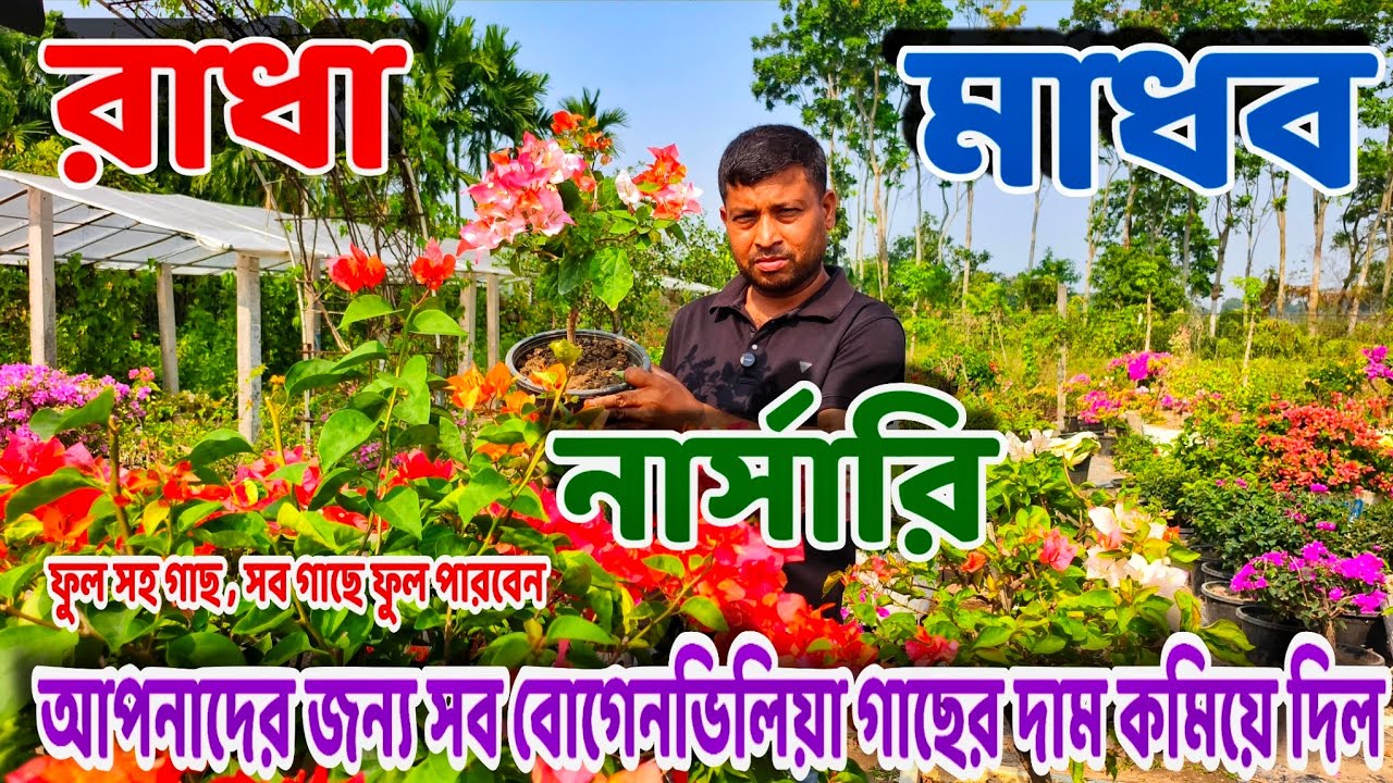 বোগেনভিলিয়া রেডি গাছের অবিশ্বাস্য কালেকশন সব গাছের দাম কমে গেলো / Radha Madhav Nursery visit 