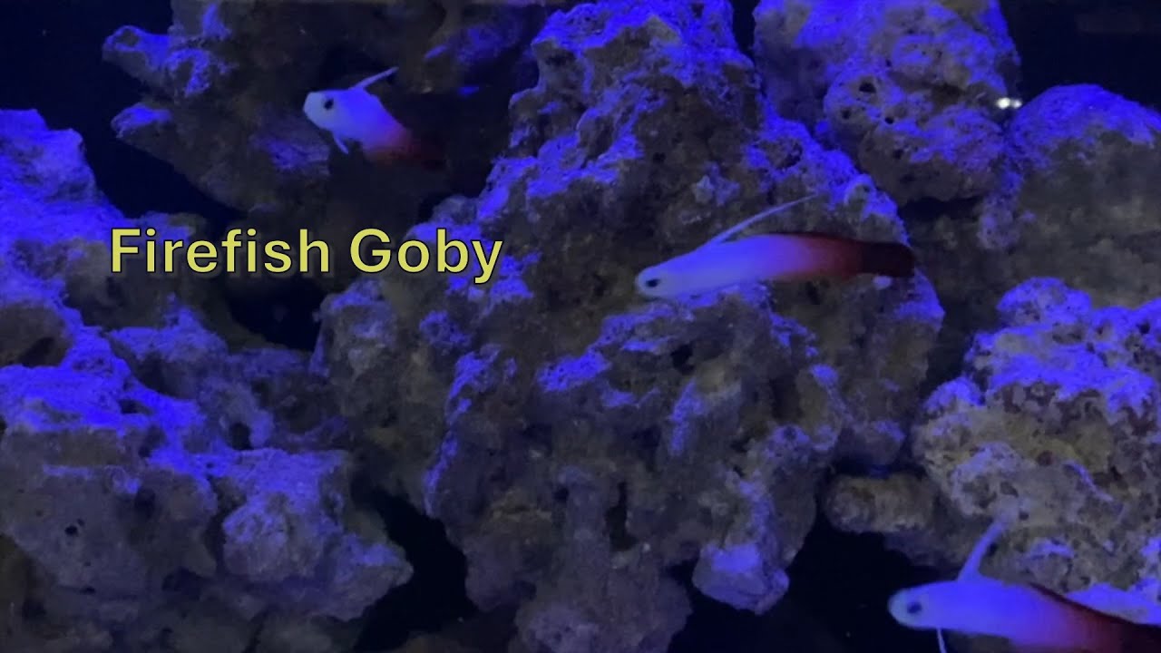 Caring for Firefish Gobies
