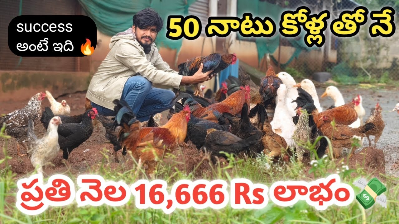 ప్రతి నెల 16000రూ వేలు లాభం 💸 కేవలం 50 నాటు కోళ్ల తో 🐓 poultry farm business plan in telugu #poultry