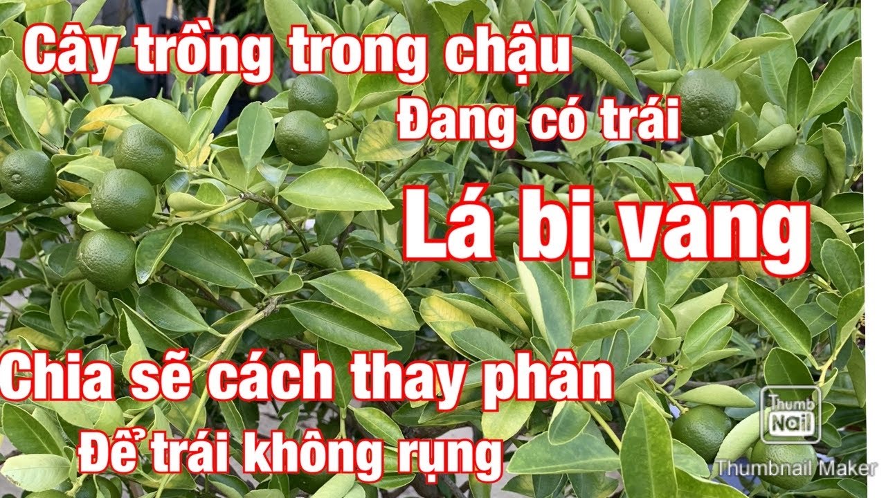 thay đất chậu tắc bị lá vàng cây đang có trái. thay phân mới,Để trái không bị rụng.